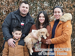Golden Retriever Welpen of Golden Home G-Wurf/Besitzer