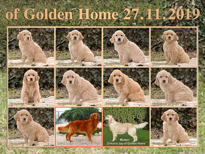 Welpen Gruppenfoto G2-Wurf