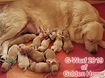 Golden Retriever Welpen of Golden Home