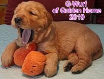 Golden Retriever Welpen of Golden Home