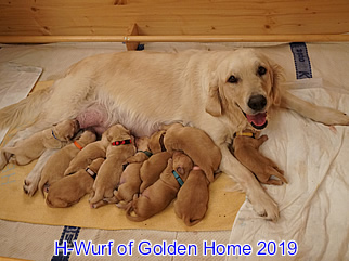 Golden Retriever Welpen of Golden Home H-Wurf/Woche1