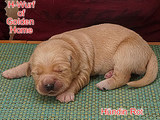 Golden Retriever Welpen of Golden Home H-Wurf/Woche1