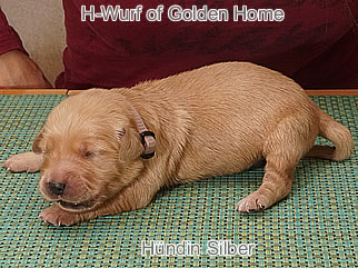 Golden Retriever Welpen of Golden Home H-Wurf/Woche1