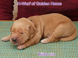 Golden Retriever Welpen of Golden Home H-Wurf/Woche1