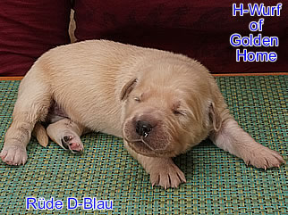 Golden Retriever Welpen of Golden Home H-Wurf/Woche1