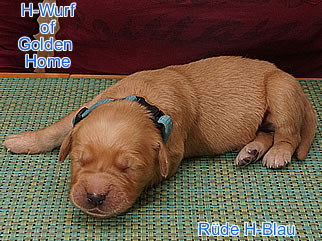 Golden Retriever Welpen of Golden Home H-Wurf/Woche1
