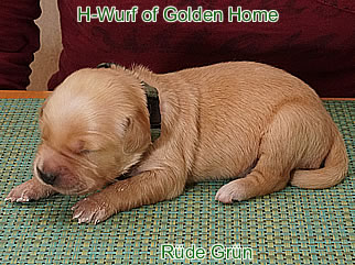 Golden Retriever Welpen of Golden Home G-Wurf/Woche1