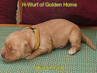 Golden Retriever Welpen of Golden Home H-Wurf/Woche1