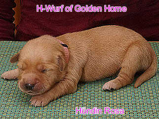 Golden Retriever Welpen of Golden Home H-Wurf/Woche1