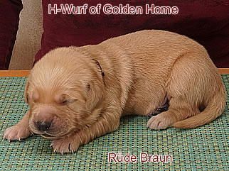 Golden Retriever Welpen of Golden Home H-Wurf/Woche1