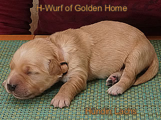 Golden Retriever Welpen of Golden Home G-Wurf/Woche1
