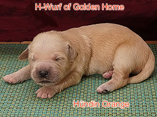 Golden Retriever Welpen of Golden Home H-Wurf/Woche1