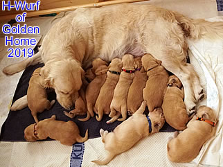 Golden Retriever Welpen of Golden Home H-Wurf/Woche2