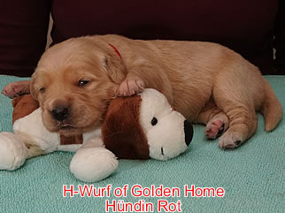Golden Retriever Welpen of Golden Home H-Wurf/Woche2