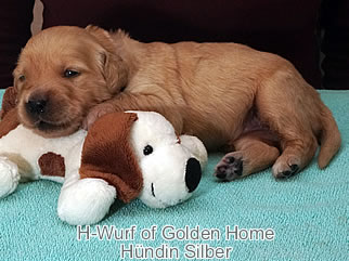 Golden Retriever Welpen of Golden Home H-Wurf/Woche2