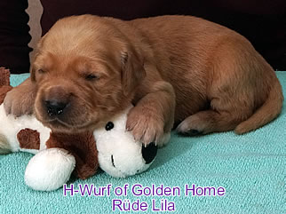 Golden Retriever Welpen of Golden Home H-Wurf/Woche2