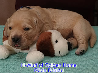 Golden Retriever Welpen of Golden Home H-Wurf/Woche2