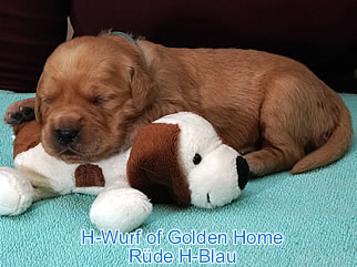 Golden Retriever Welpen of Golden Home H-Wurf/Woche2