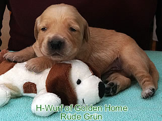 Golden Retriever Welpen of Golden Home G-Wurf/Woche2