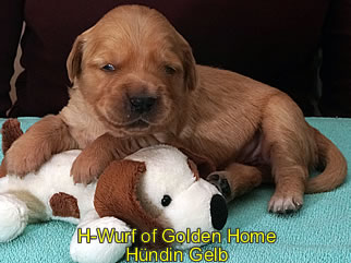 Golden Retriever Welpen of Golden Home H-Wurf/Woche2