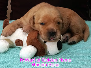 Golden Retriever Welpen of Golden Home H-Wurf/Woche2