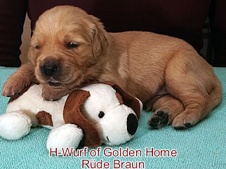 Golden Retriever Welpen of Golden Home H-Wurf/Woche2