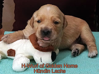 Golden Retriever Welpen of Golden Home G-Wurf/Woche1