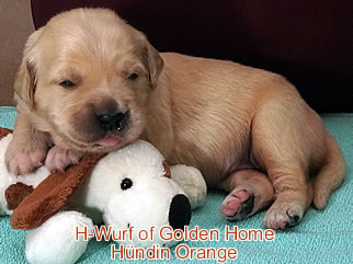 Golden Retriever Welpen of Golden Home H-Wurf/Woche2