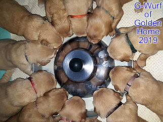 Golden Retriever Welpen of Golden Home H-Wurf/Woche3