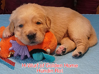 Golden Retriever Welpen of Golden Home H-Wurf/Woche3