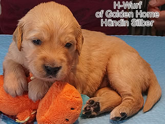 Golden Retriever Welpen of Golden Home H-Wurf/Woche3