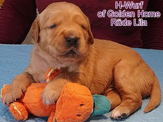 Golden Retriever Welpen of Golden Home H-Wurf/Woch3