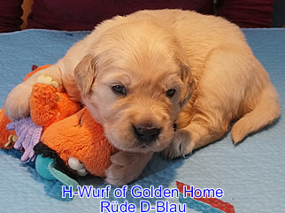 Golden Retriever Welpen of Golden Home H-Wurf/Woche3
