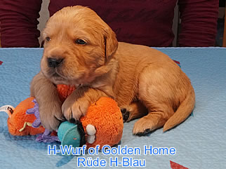 Golden Retriever Welpen of Golden Home H-Wurf/Woche3