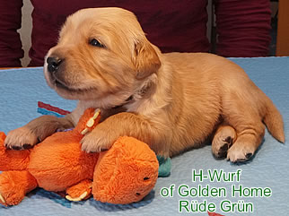 Golden Retriever Welpen of Golden Home G-Wurf/Woche3