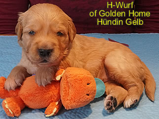 Golden Retriever Welpen of Golden Home H-Wurf/Woche3