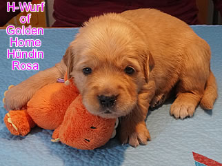 Golden Retriever Welpen of Golden Home H-Wurf/Woche3