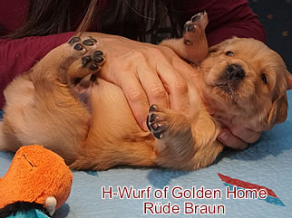 Golden Retriever Welpen of Golden Home H-Wurf/Woche3