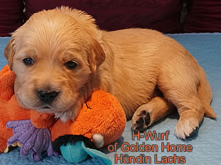 Golden Retriever Welpen of Golden Home G-Wurf/Woche3