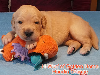 Golden Retriever Welpen of Golden Home H-Wurf/Woche3
