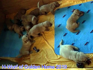 Golden Retriever Welpen of Golden Home H-Wurf/Woche4