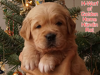 Golden Retriever Welpen of Golden Home H-Wurf/Woche4