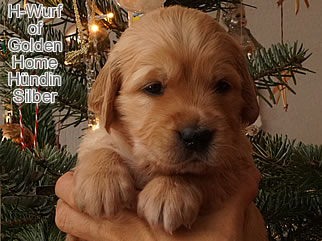 Golden Retriever Welpen of Golden Home H-Wurf/Woche4