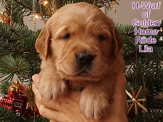 Golden Retriever Welpen of Golden Home H-Wurf/Woch4