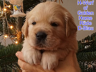 Golden Retriever Welpen of Golden Home H-Wurf/Woche4