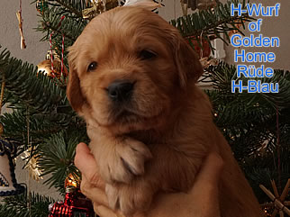 Golden Retriever Welpen of Golden Home H-Wurf/Woche4