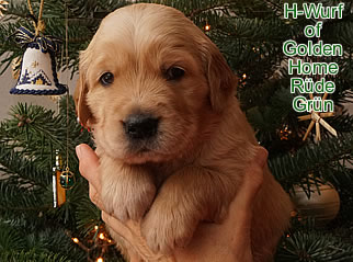 Golden Retriever Welpen of Golden Home G-Wurf/Woche4