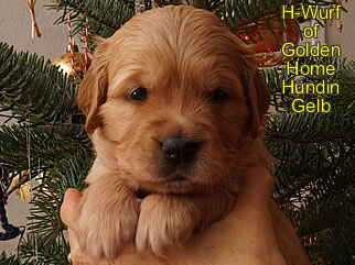 Golden Retriever Welpen of Golden Home H-Wurf/Woche4