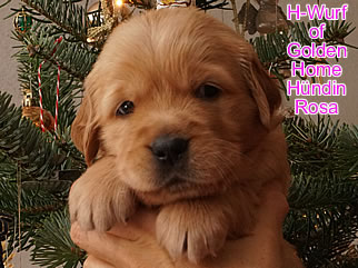 Golden Retriever Welpen of Golden Home H-Wurf/Woche4
