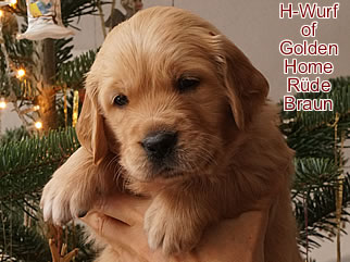 Golden Retriever Welpen of Golden Home H-Wurf/Woche4
